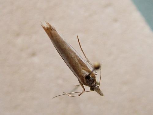 Agriphila latistria